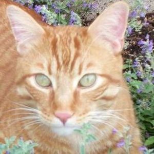 Meet your Posher, Nancy